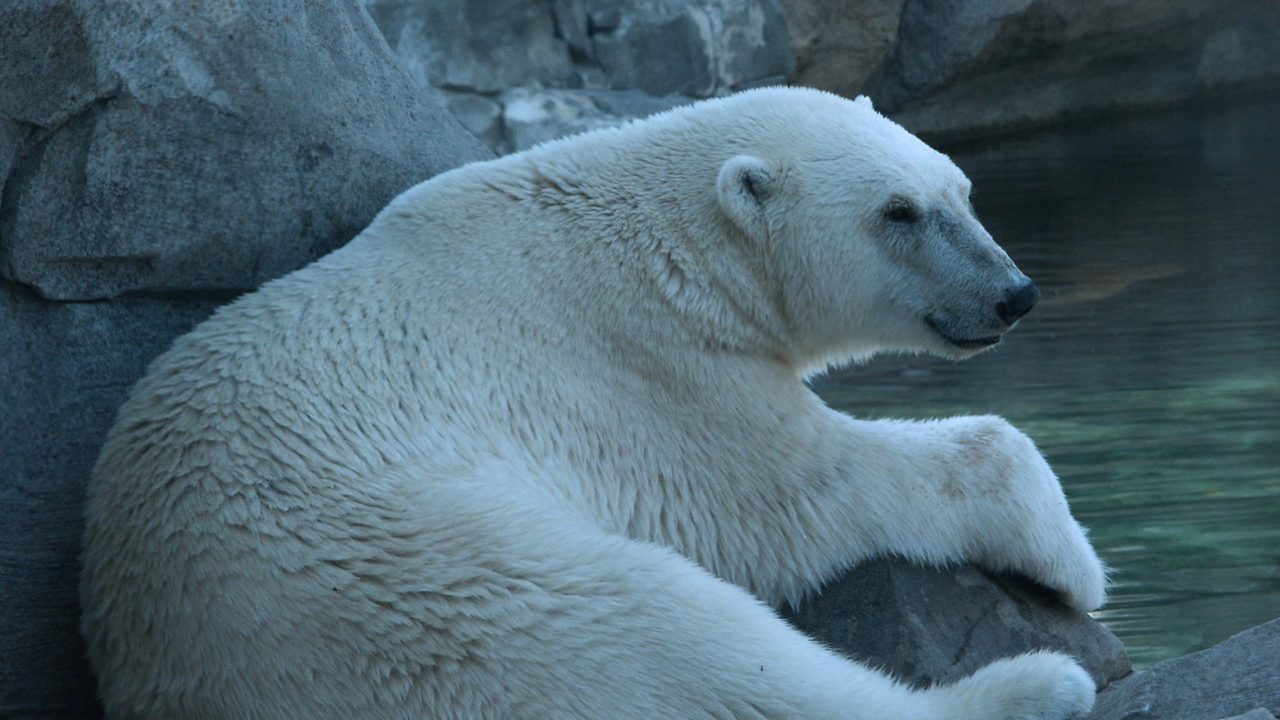 Eisbaer Bremerhaven 01