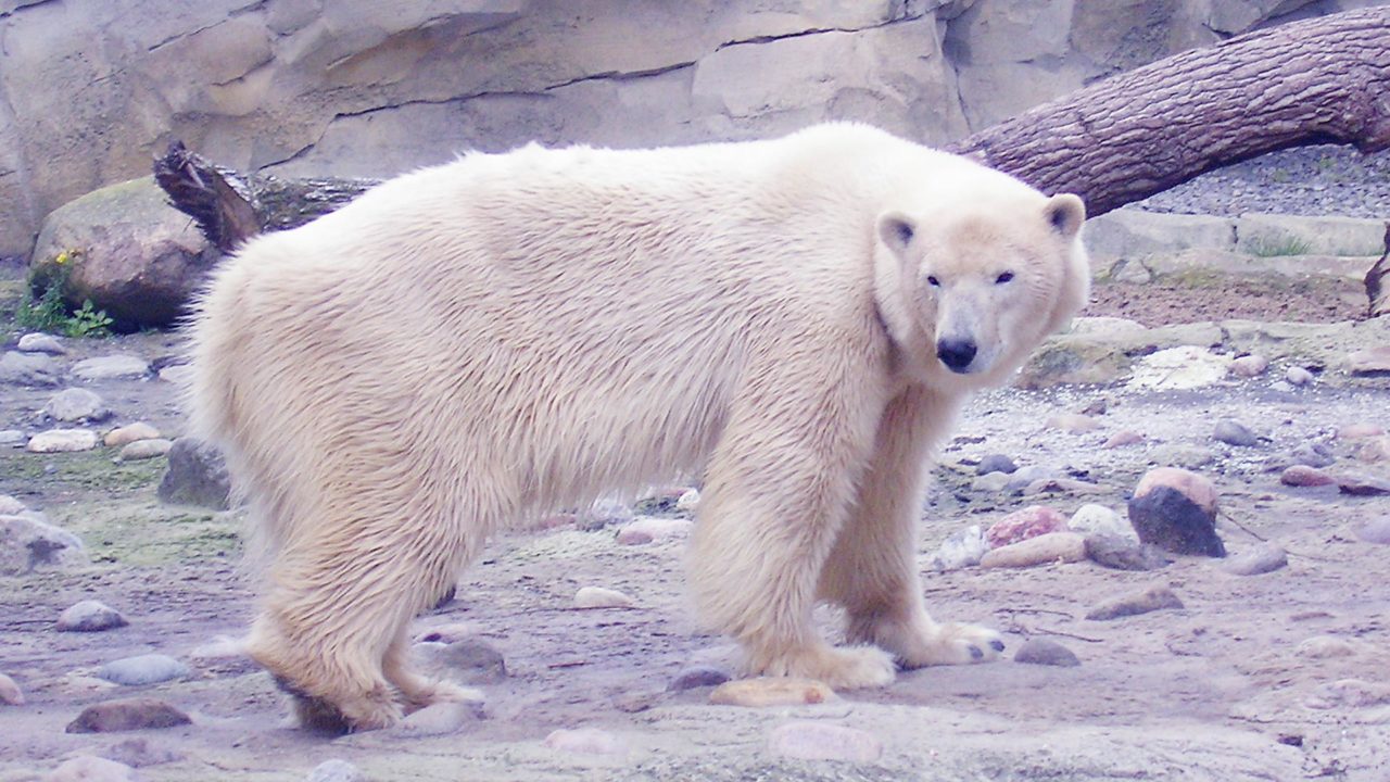 Eisbaer